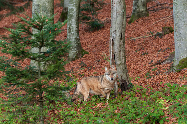 Wildlife Park Bayerischer Wald - a wolf