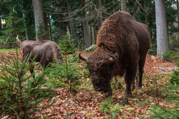 Wildlife Park Bayerischer Wald - wisent, European bison