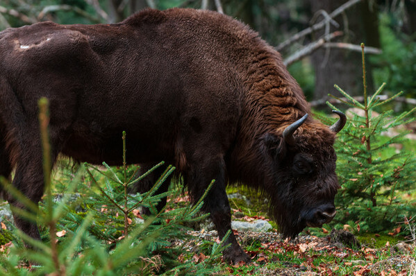 Wildlife Park Bayerischer Wald - wisent, European bison