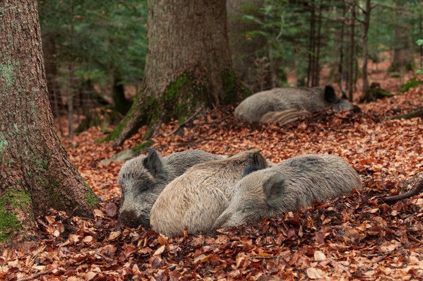 Wildlife Park Bayerischer Wald - wild boards sleeping