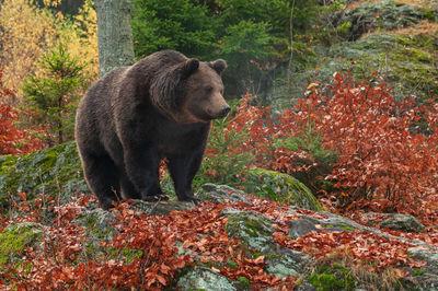 Wildlife Park Bayerischer Wald - brown bear
