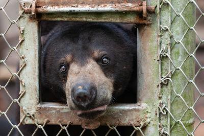 Indonesia pictures - Tasikoki Wildlife Rescue Centre