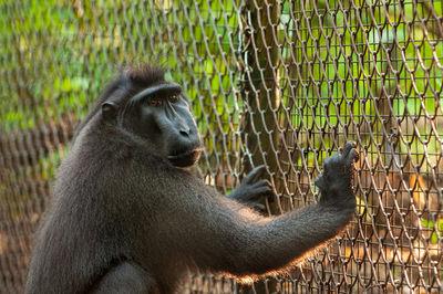 Kota Bitung photo locations - Tasikoki Wildlife Rescue Centre