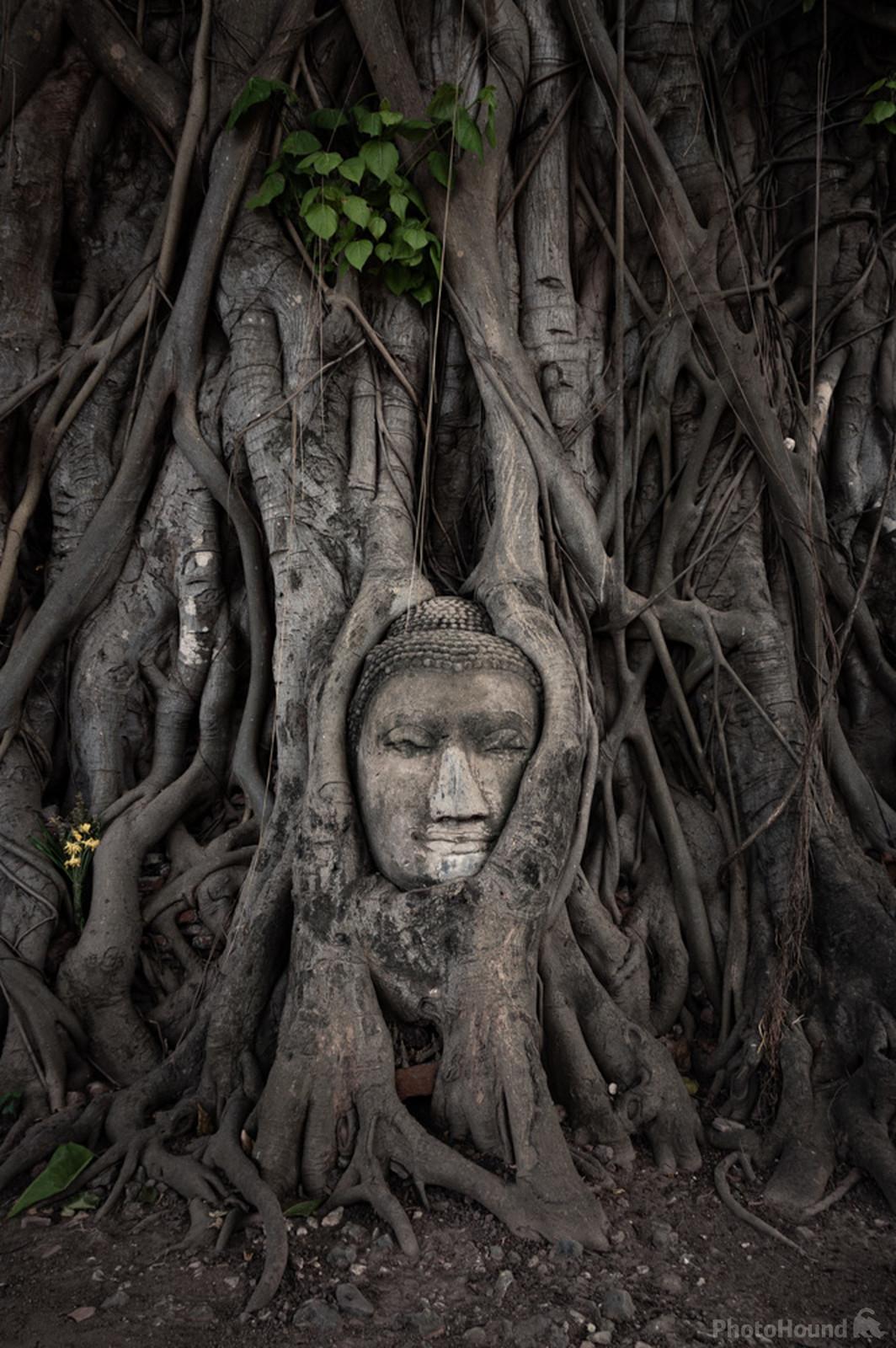 Image of Buddha Head in a tree by Luka Esenko