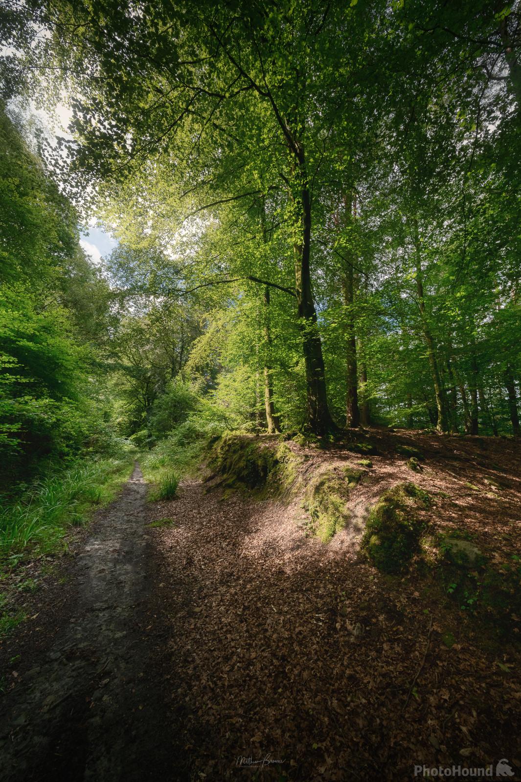 Image of Resolven Woodland Walk by Mathew Browne