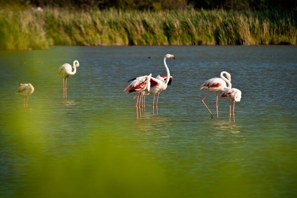 Ornithological Park of Pont de Gau - flamingos