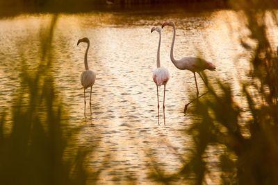 Ornithological Park of Pont de Gau