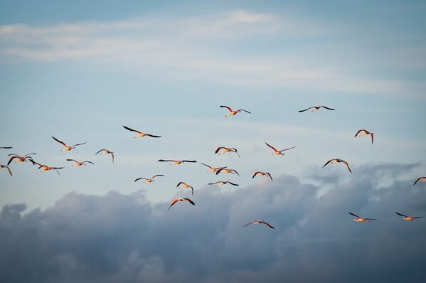 Ornithological Park of Pont de Gau - flying flamingos in sunset light