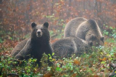 pictures of Slovenia - Brown Bear Photography