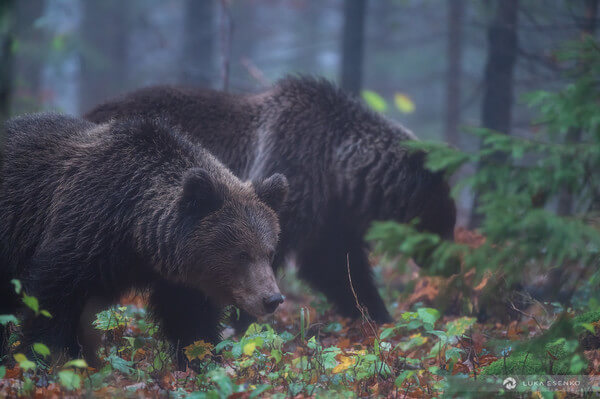Two brown bears in a forest