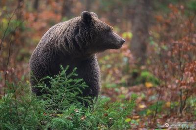 Slovenia photos - Brown Bear Photography