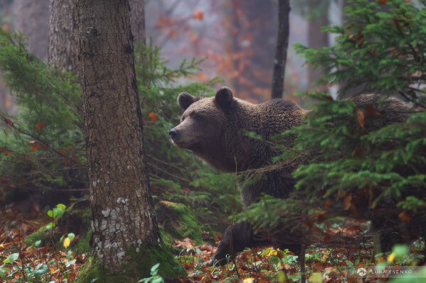 Brown bear in the thick Slovenian forest