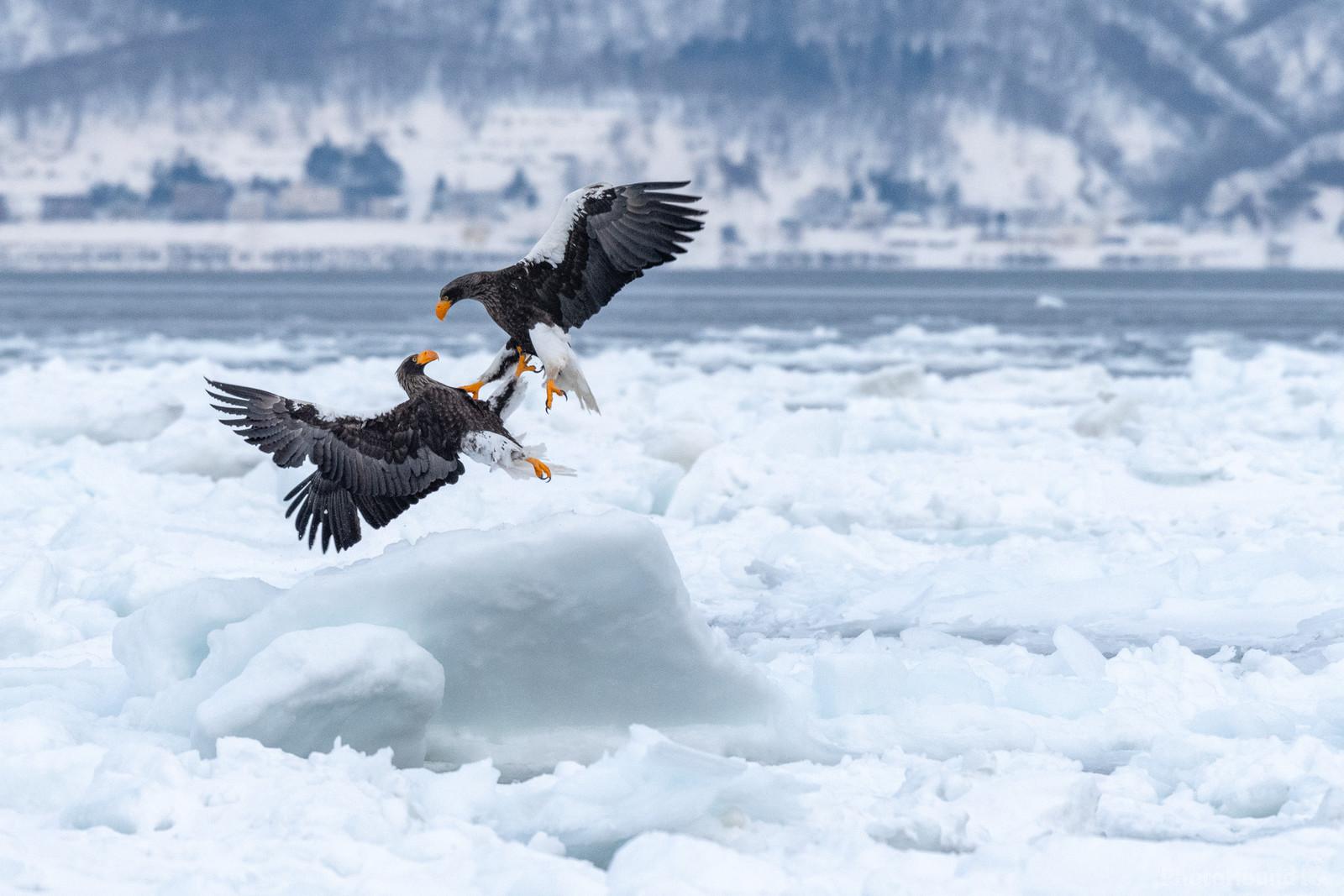 Image of Drift Ice and Eagle Cruise  by Colette English