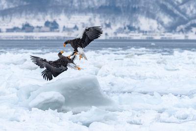Two Steller's Sea eagle fighting on a piece of drift ice. 