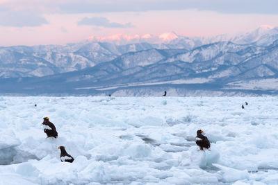 photos of Japan - Drift Ice and Eagle Cruise 