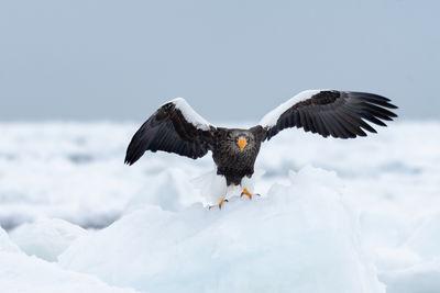 images of Japan - Drift Ice and Eagle Cruise 