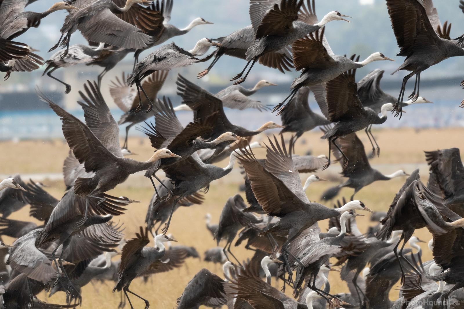 Image of Izumi Crane Migration Grounds by Colette English