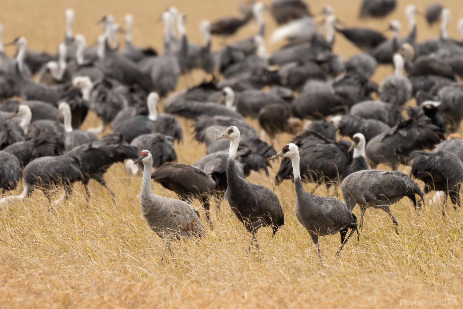 Image of Izumi Crane Migration Grounds by Colette English