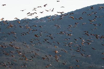 Japan photos - Izumi Crane Migration Grounds