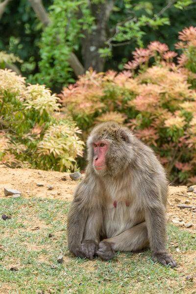photos of Japan - Arashiyama Monkey Park 