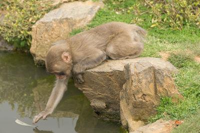 pictures of Japan - Arashiyama Monkey Park 