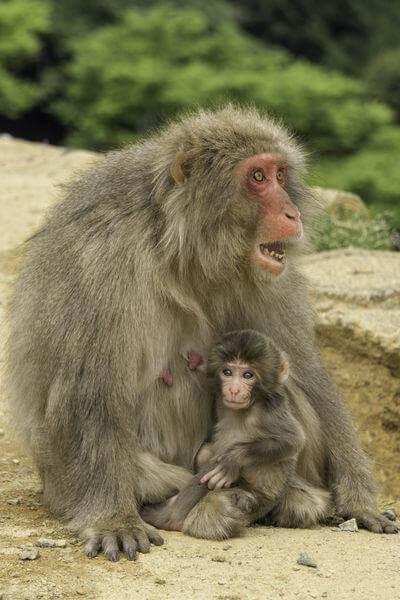 Japan photo spots - Arashiyama Monkey Park 