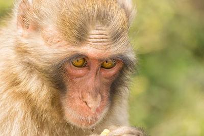 Japan pictures - Arashiyama Monkey Park 