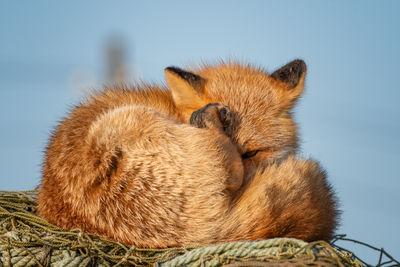 Sleepy fox on some fishing net