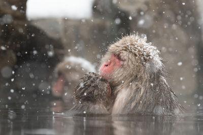 images of Japan - Jigokudani Monkey Park