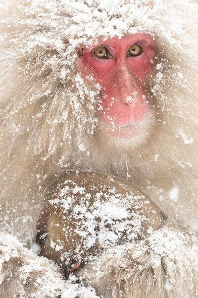 Japan images - Jigokudani Monkey Park