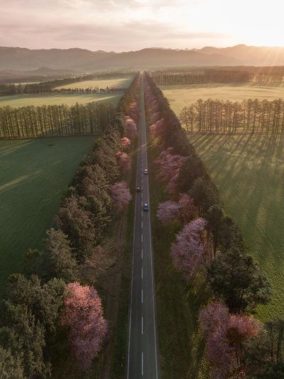 Hokkaido photography locations - Nijukken Cherry Blossoms Road 