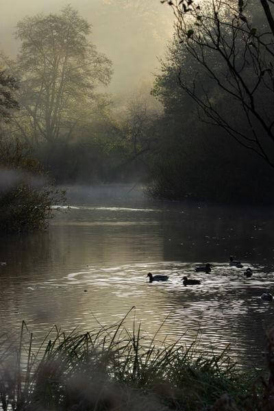 Image of Arundel Park / Swanbourne Lake - Arundel Park / Swanbourne Lake
