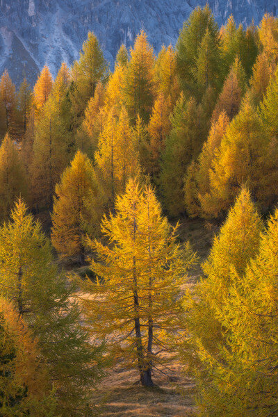 Rifugio Cinque Torri Views - Autumn larches