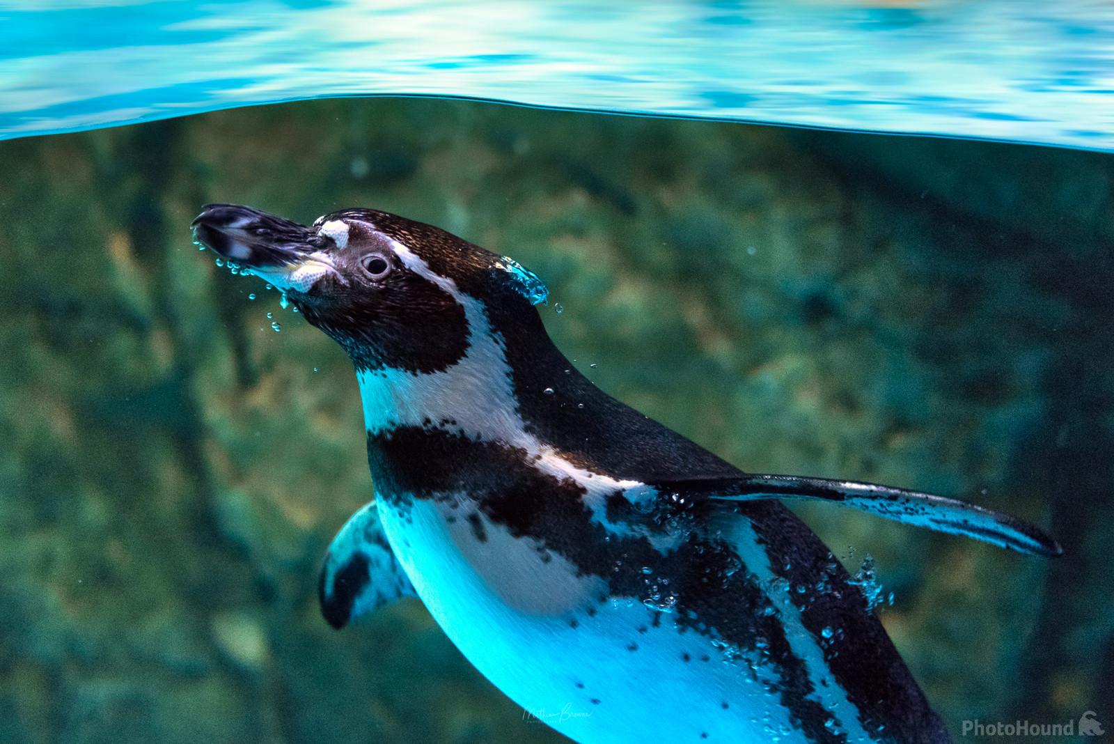 Image of Dubai Aquarium by Mathew Browne
