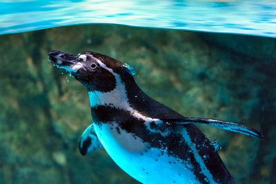 United Arab Emirates photos - Dubai Aquarium