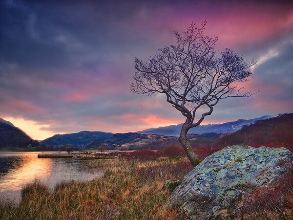 A lone tree at Llyn Dinas at sunrise