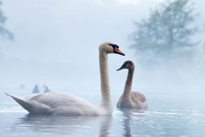 Misty morning lake blending with the beautiful swans