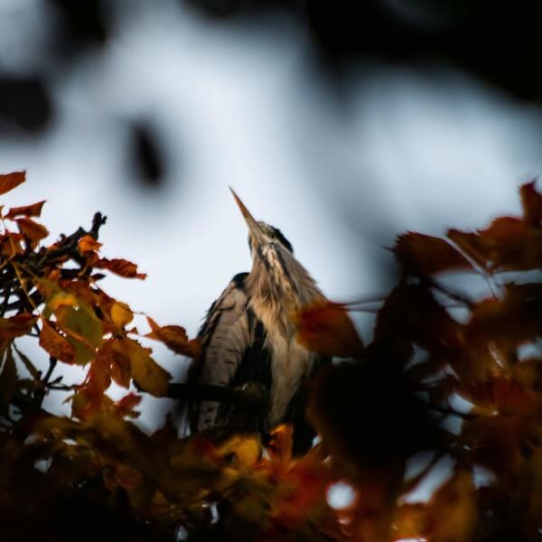 Through the leaves a heron emerges