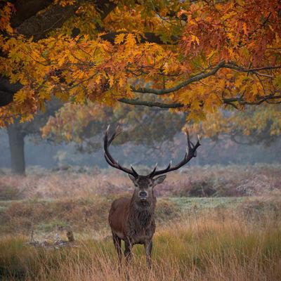 Beautiful stag starring toward the camera