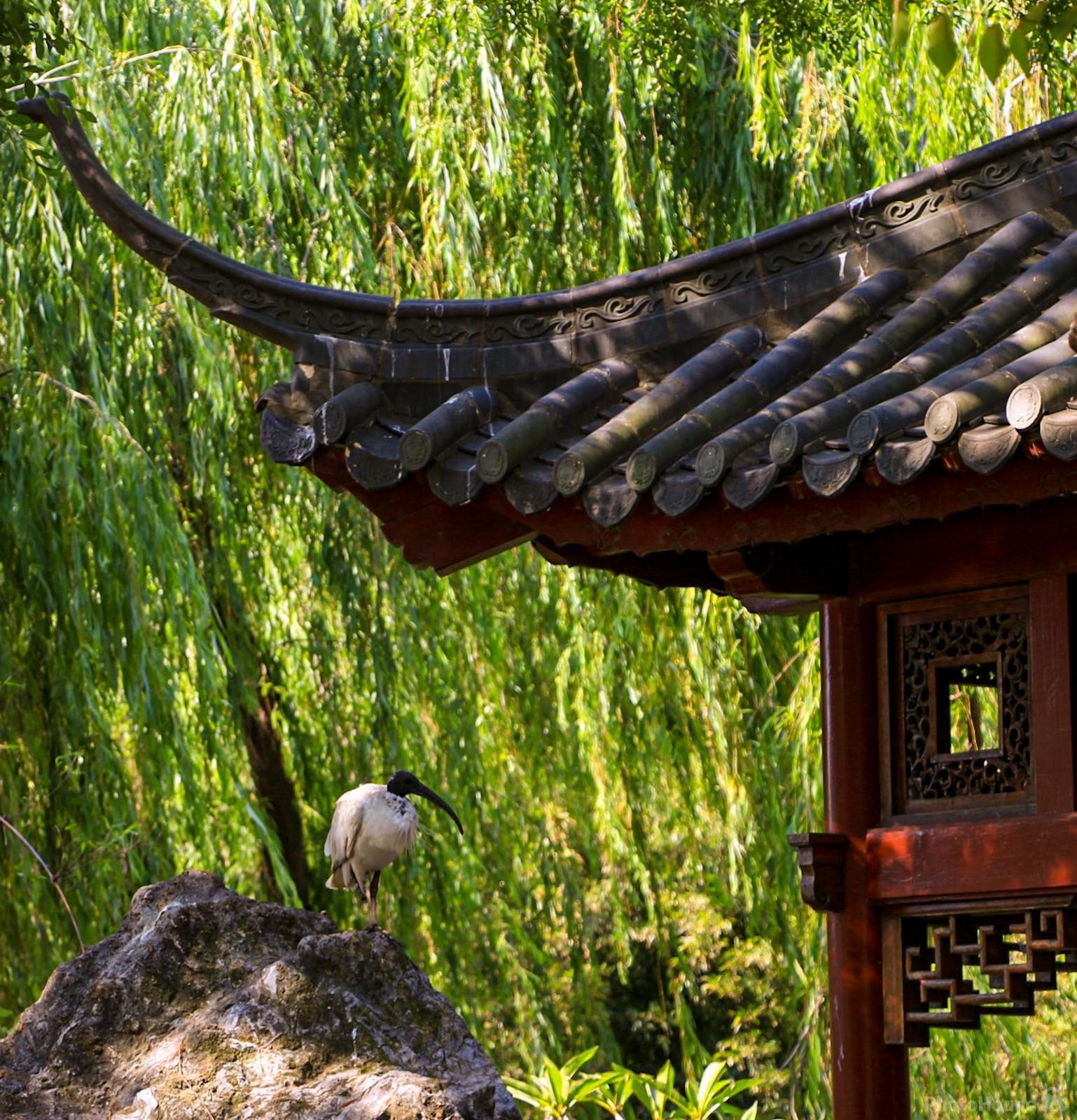 Image of Chinese Garden of Friendship by James Stevens