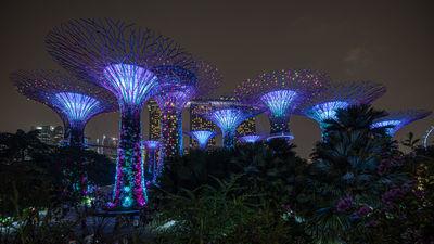 pictures of Singapore - Supertree Grove