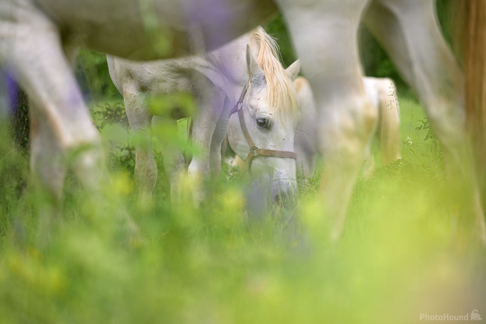 Image of Lipica Stud Farm - Grazing Lipizzaner Horses by Luka Esenko