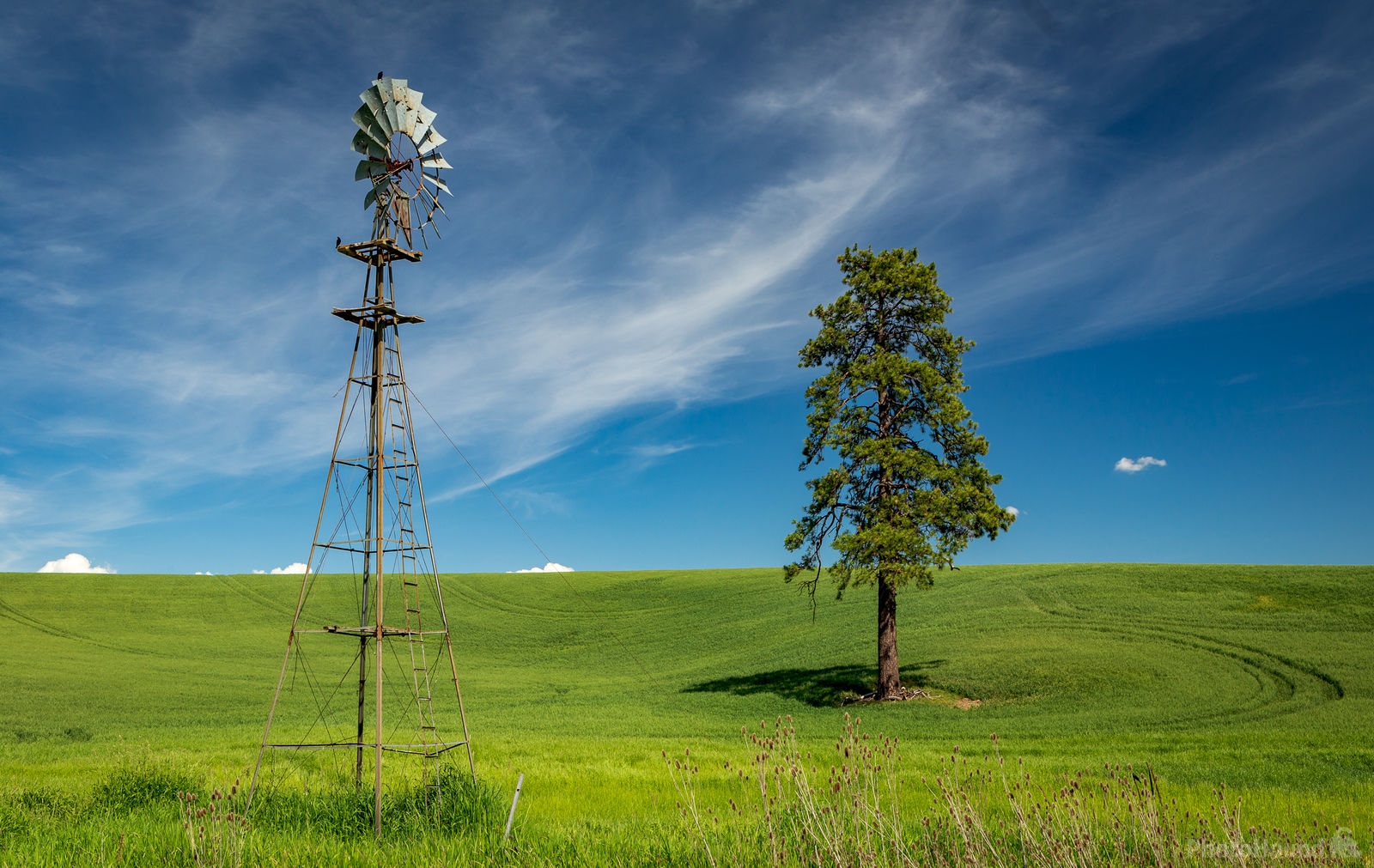 Image of B Howard Road Windmill and Lone Tree by Joe Becker