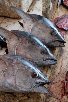 Oman photos - Fish Market in Barka