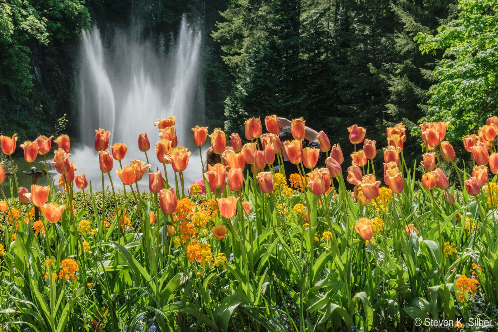 Image of Butchart Gardens by Steve Silber