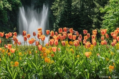 Ross Fountain behind Tulips in the Sunken Garden