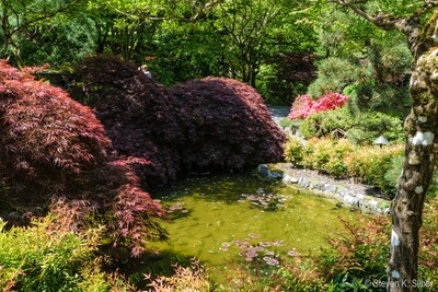 A small pond near the Japanese Garden
