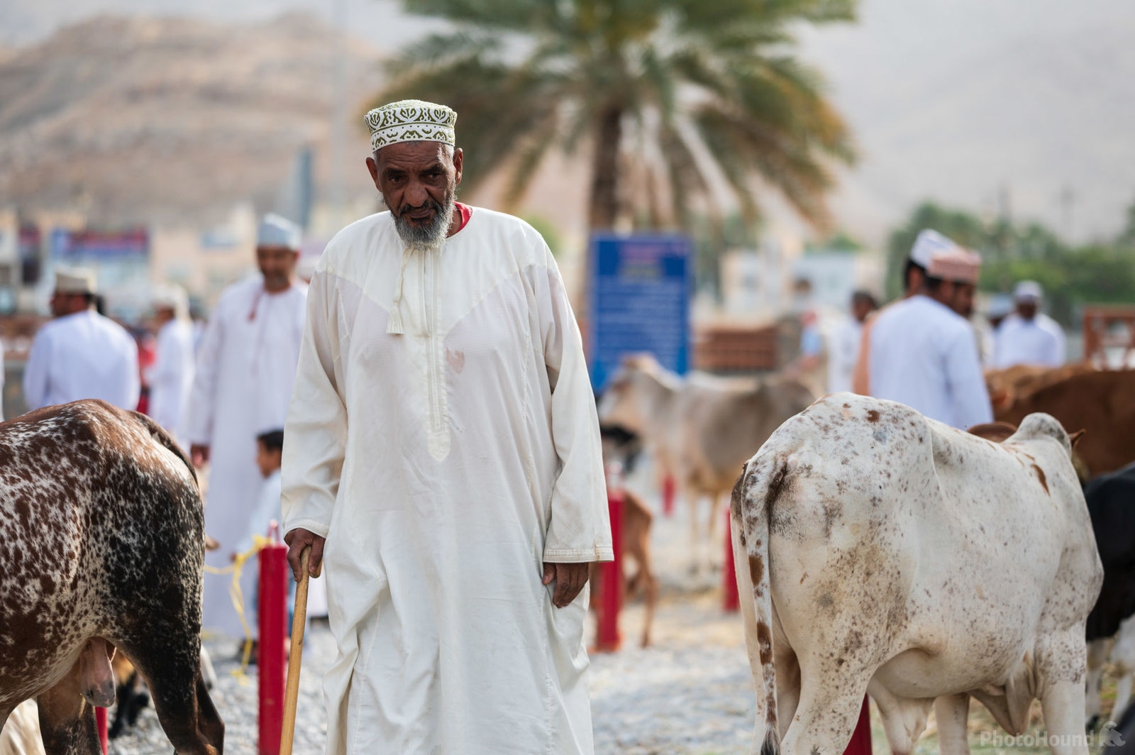 Image of The Goat Market in Nizwa, Oman by Luka Esenko