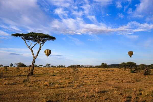 Chasing hot air balloons flying over Serengeti plains can be fun. Nice acacia tree helps to feel the location.