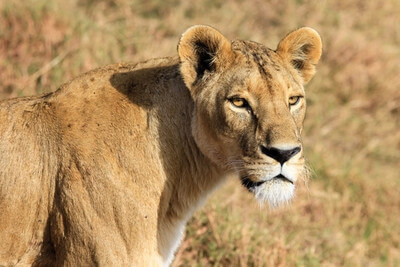 Lioness of Ngorongoro
